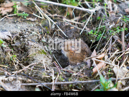 Europäische Schermaus, Arvicola Amphibius im Fuchsbau Eingang sitzen. Stockfoto