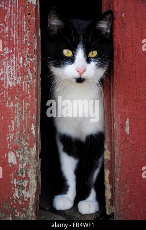 Black And White cat aussehende spähen durch rote Scheunentore Stockfoto