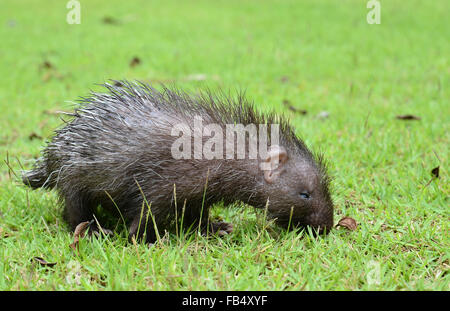 Baby Stachelschwein (Hystrix Brachyura) zu Fuß auf dem grünen Rasen Stockfoto