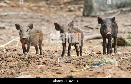 Baby Wildschwein in der Natur Stockfoto