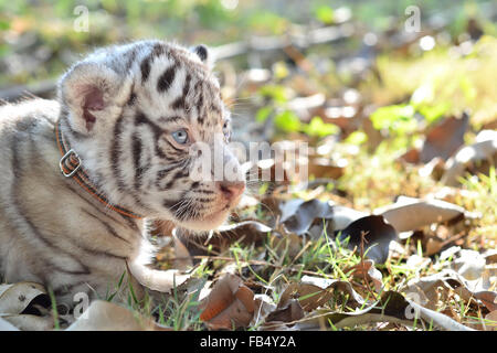 Baby weiße Tiger im zoo Stockfoto