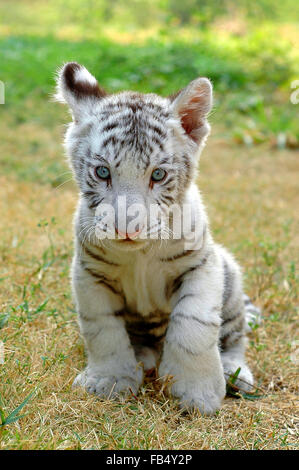 3 Monate weiße Tiger in Chiang Mai Night safari Stockfoto