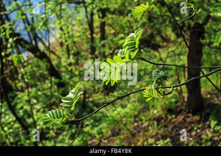 Wald-Baum-Zweig mit neuen Laub. Stockfoto