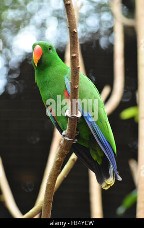 BlueBeautiful grün eclectus Parrot bird (Eclectus roratus) Stockfoto