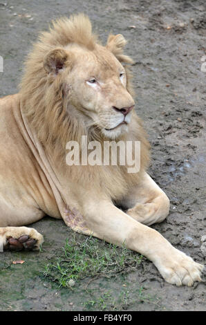 männliche weiße Löwen in Chiang Mai Night Safari thailand Stockfoto