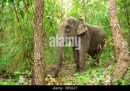 Asien-Elefant im tropischen Regenwald, thailand Stockfoto