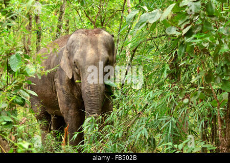 Asien-Elefant im tropischen Regenwald, thailand Stockfoto