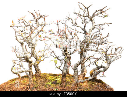 schönen Bonsai-Baum isoliert auf weißem Hintergrund Stockfoto