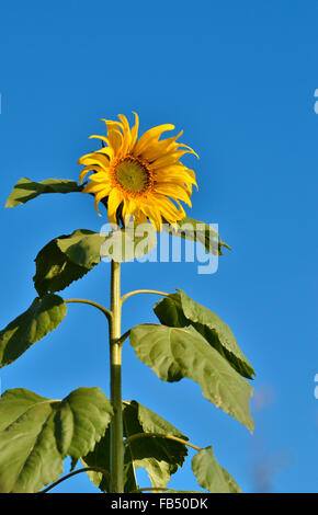 Nahaufnahme der Sonne Blume und blauer Himmel Stockfoto