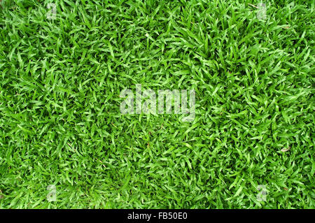 frisches Frühlingsgrün Rasen Stockfoto