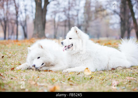 Männliche und weibliche Samojede Hunde im Herbst park Stockfoto