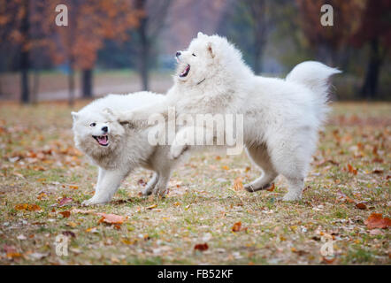 Samojeden Junghunde spielen im Herbst park Stockfoto