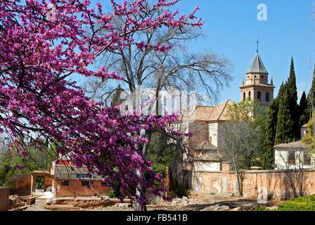 Die Kirche Santa Ana mit rosa Blüte im Vordergrund bei der Palast von Alhambra, Granada, Provinz Granada, Andalusien, Spanien. Stockfoto