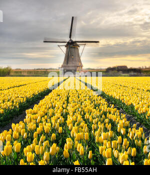 Lebendige Tulpen Feld mit holländischen Windmühle Stockfoto