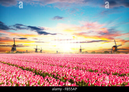 Lebendige Tulpen Feld mit holländischen Windmühlen Stockfoto