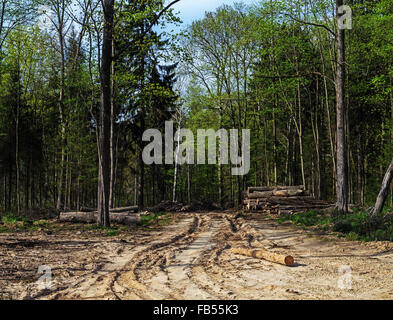 Schmutzige Straße durch Frühlingswald. Stockfoto