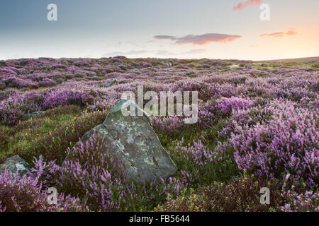 Blühende Heide, lateinischen Namen Calluna Vulgaris im Morgenlicht weht um in eine steife Brise, North York Moors Stockfoto