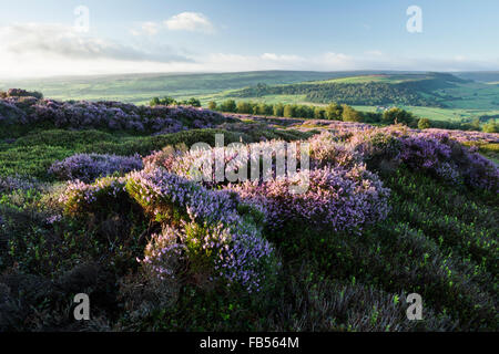 Blühende Heide, lateinischen Namen Callluna Vulgaris.  Mit Blick auf das Esk-Tal in Richtung große Fryup Dale in North York Moors Stockfoto