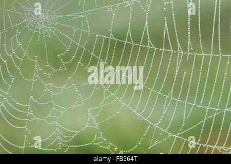 Spinnennetz mit Tautropfen bedeckt Stockfoto