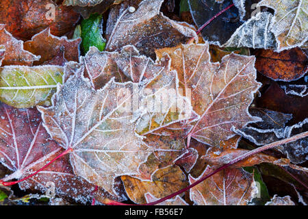 Mischung aus gefallenen Ahorn Blätter zeigen verschiedene Farben des Herbstes und in Frost Kristallen bedeckt Stockfoto