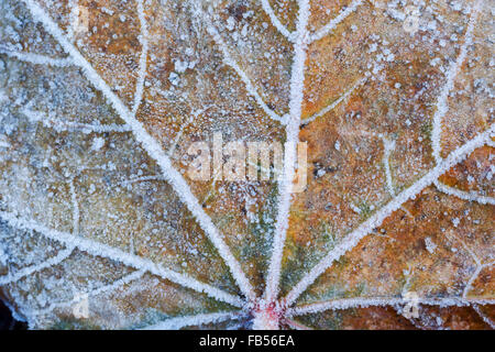 Ahorn Blatt zeigen verschiedene Farben des Herbst und bedeckt in Frost Kristalle Stockfoto