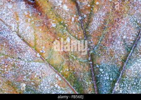 Ahorn Blatt zeigen verschiedene Farben des Herbst und bedeckt in Frost Kristalle Stockfoto