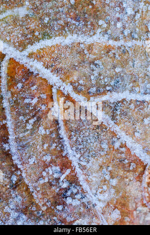 Ahorn Blatt zeigen verschiedene Farben des Herbst und bedeckt in Frost Kristalle Stockfoto