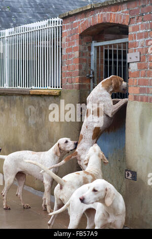 Jagdhunden in Zwingern vor dem ausgehen mit den Norden Cotswolds jagen am zweiten Weihnachtstag Stockfoto