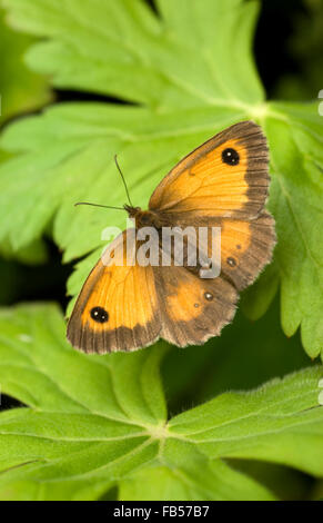 Gatekeeper Schmetterling (Maniola Tithonus) Stockfoto