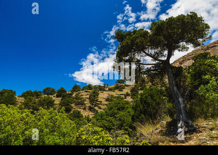 Hohe Wacholder auf dem Hintergrund der Rocky Mountains in den Wacholder-Hain und klaren, blauen Himmel Stockfoto