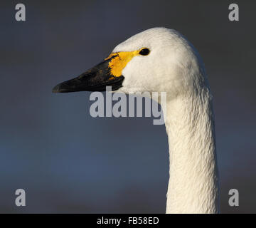 Bewick ´s Schwan (Cygnus Columbianus) Stockfoto