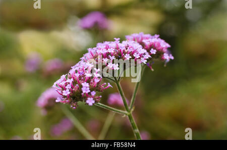 Nahaufnahme der Blütenköpfchen von Verbena Bonariensis oder Purpletops Blüten.  Mehrjährige Eisenkraut Clustertop Eisenkraut argentinisches Eisenkraut Stockfoto