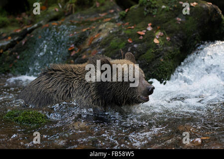 Europäischer Braunbär Young / Europaeischer Braunbaer (Ursus Arctos) in einem Pool von einem wilden Wasser Bach baden. Stockfoto