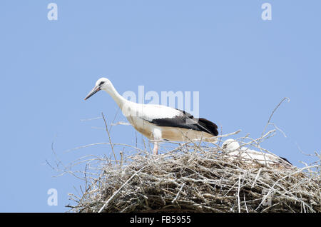 Weißstorch-paar in ihrem Nest an einem Bright-Tag mit blauem Himmel Stockfoto