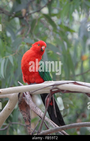 Männliche Australian King Parrot (Alisterus Scapularis) sitzt auf einem Ast in Kennett River an der Great Ocean Road, Victoria, Austr Stockfoto