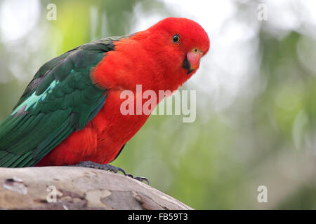 Australische King Parrot (Alisterus Scapularis) sitzt auf einem Ast in Kennett River an der Great Ocean Road, Victoria, Australien. Stockfoto