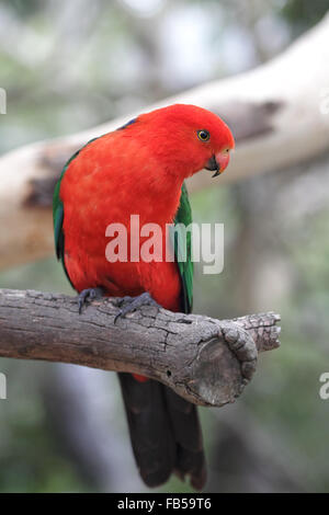 Australische King Parrot (Alisterus Scapularis) sitzt auf einem Ast in Kennett River an der Great Ocean Road, Victoria, Australien. Stockfoto