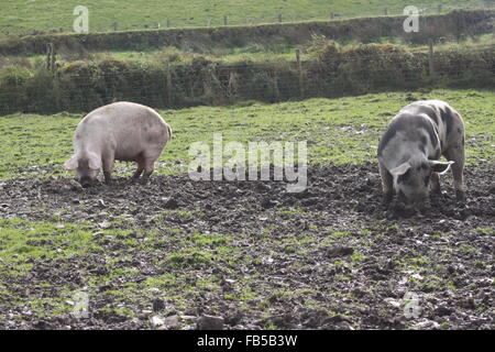 Seltene Rasse: ein paar alte Flecken Gloucestershire / Gloucester alten Stelle Schweine Stockfoto