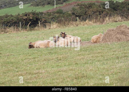 Seltene Rasse: Manx Loaghtan Schafe in einem Feld (Loaghtyn Schafe, Loghtan Schafe) Stockfoto