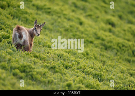 Junge Gämsen / AlpenGämsen ( Rupicapra rupicapra ) steht in frischer, grüner alpiner Vegetation, mit Blick über die Schulter, Tierwelt, Europa. Stockfoto