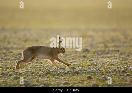 Braune Hare / Europäische Hasen / Feldhase (Lepus Europaeus) läuft über ein Feld von Winterweizen, bei weichen Gegenlicht der Morgensonne Stockfoto