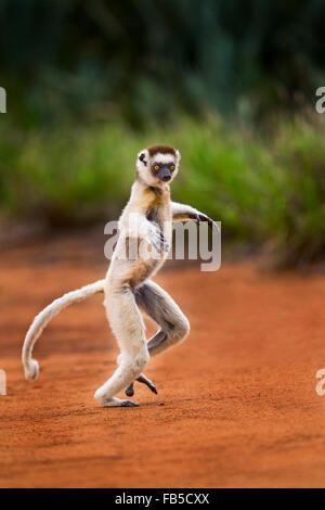 Ein springender Verreau Sifaka, Berenty Reserve, Madagaskar. Stockfoto