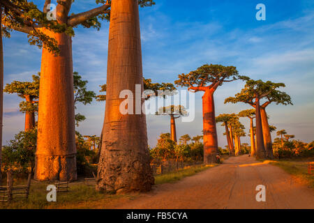 Der Baobab-Allee im Abendlicht, Morondava, Madagaskar. Stockfoto