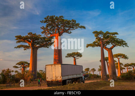 Ein LKW geparkt auf der Baobab-Allee im späten Abendlicht, Morondava, Madagaskar. Stockfoto