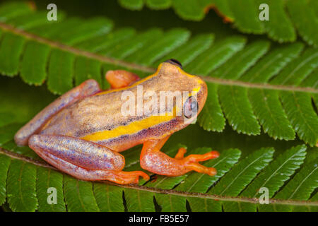 Eine kleine Laubfrosch in Andasibe Nationalpark, Madagaskar. Stockfoto