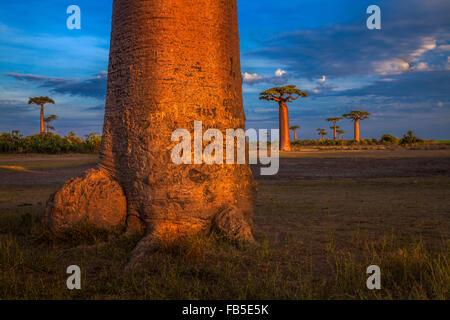 Baobab-Bäume an der berühmten Baobab-Anzahl, Morondava, Madagaskar. Stockfoto