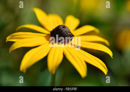 Starken gelben Rudbeckia Goldsturm Blume in einem englischen Garten im Sommer. Stockfoto