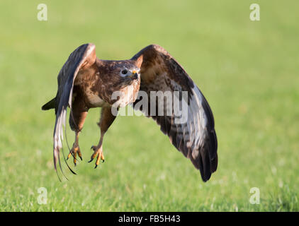 Wilde weibliche Mäusebussard Buteo Buteo im Flug geradeaus in Richtung Kamera suchen Stockfoto