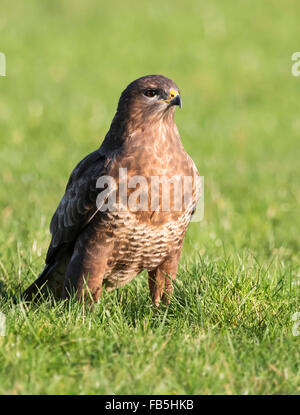 Wilde männliche Mäusebussard Buteo Buteo auf Boden in der frühen Morgensonne Stockfoto