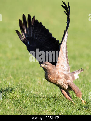 Wilde männliche Mäusebussard Buteo Buteo vom Boden abheben Stockfoto